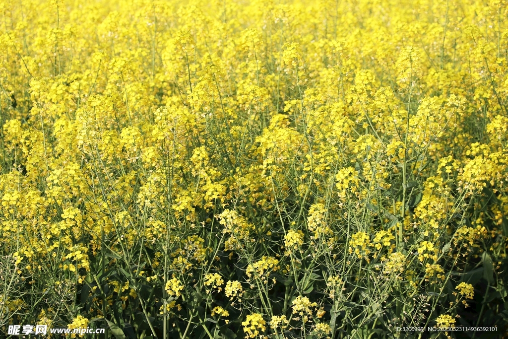 油菜花            