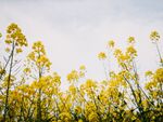 油菜花            