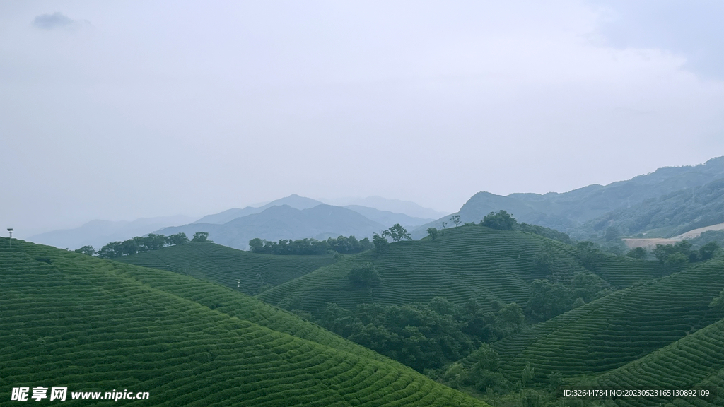 信阳茶山