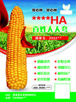 农药种子宣传单玉米