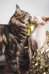 猫猫