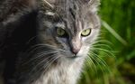 猫猫