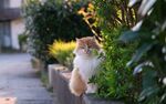 猫猫