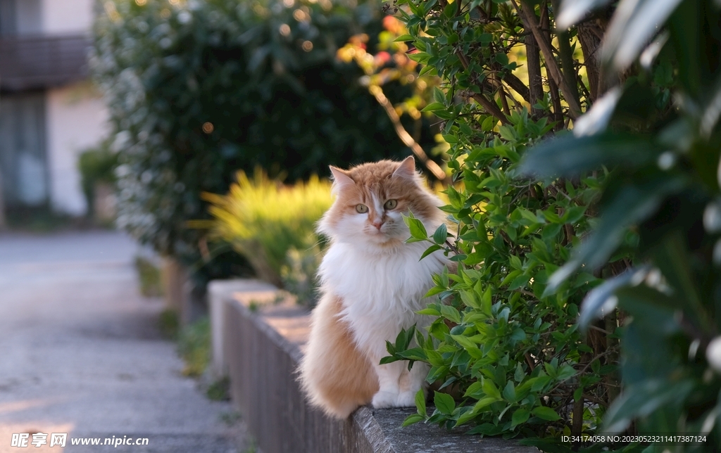 猫猫