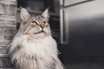 猫猫