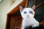 猫猫