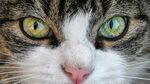 猫猫