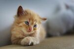 猫猫