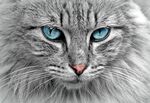 猫猫