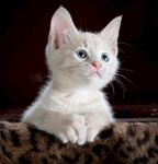 猫猫