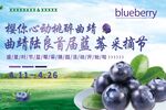 蓝莓采摘节