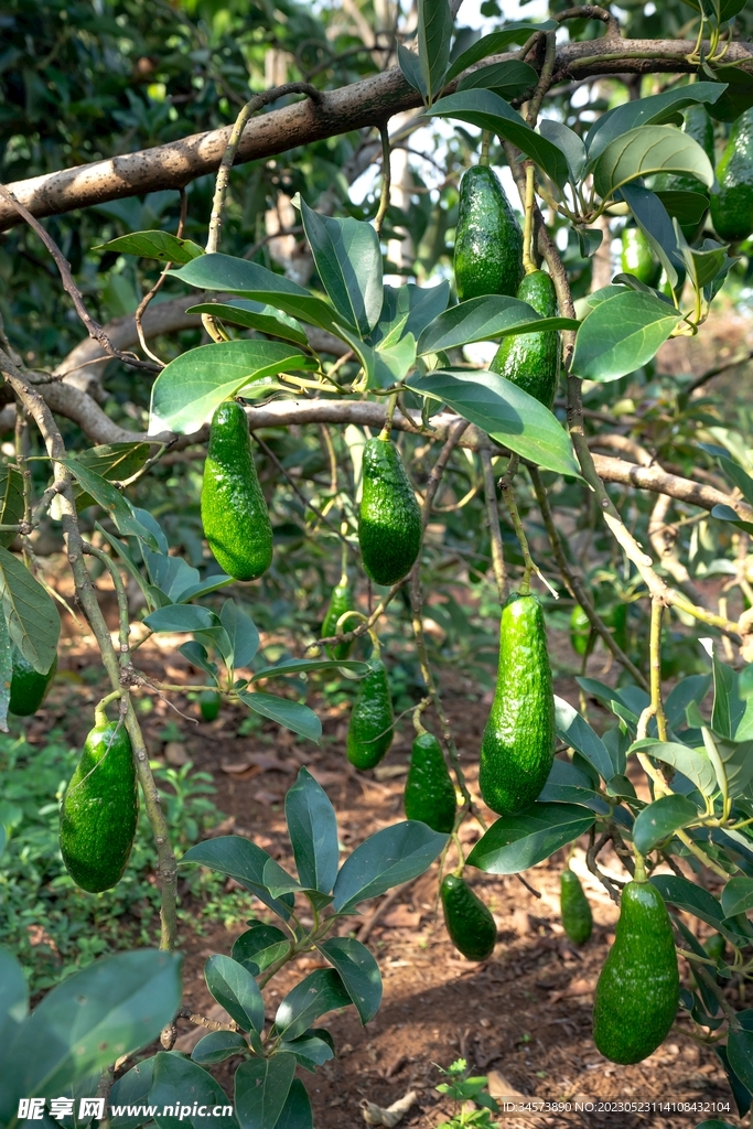 长条牛油果