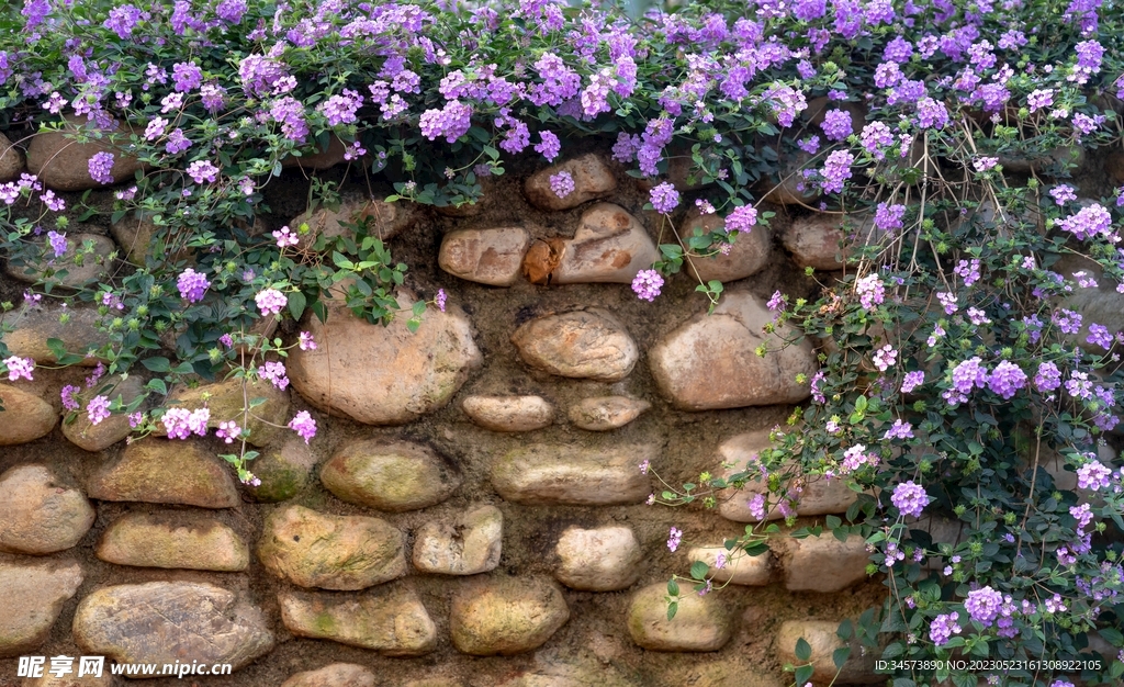 石墙上的野花