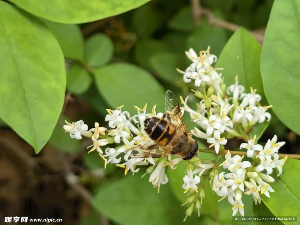 【小蜜蜂摄影图片】生态摄影_太平洋电脑网摄影部落