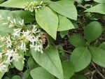 绿叶花朵上的小蜜蜂采蜜