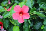 扶桑花