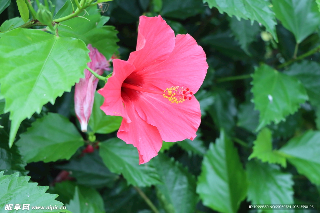 扶桑花