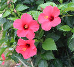 扶桑花