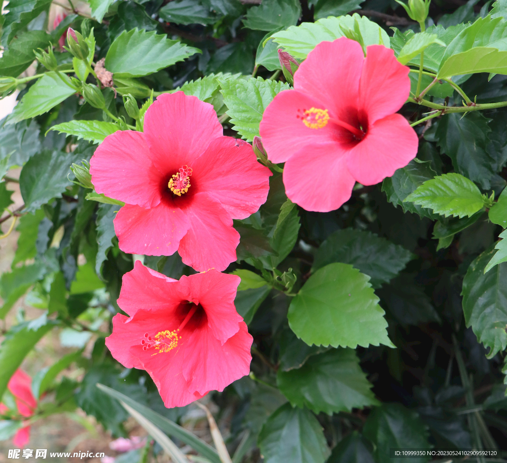 扶桑花