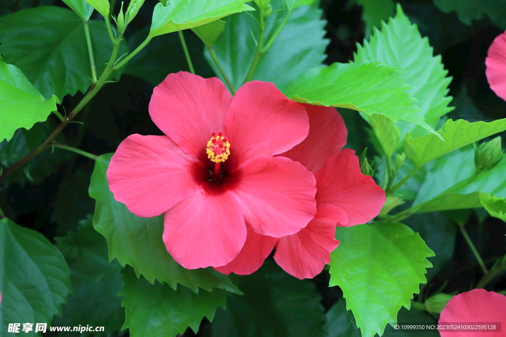 扶桑花