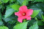 扶桑花