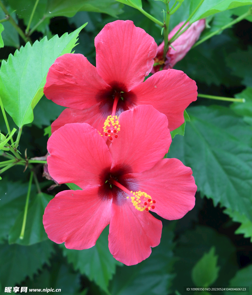 扶桑花