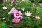 格桑花