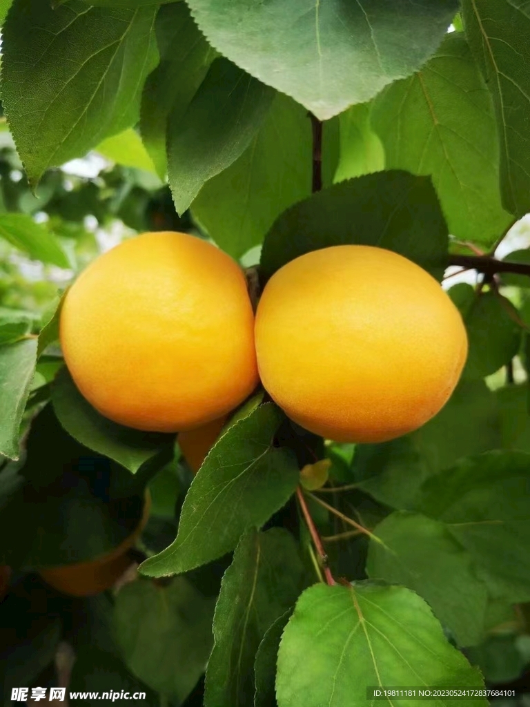 油桃