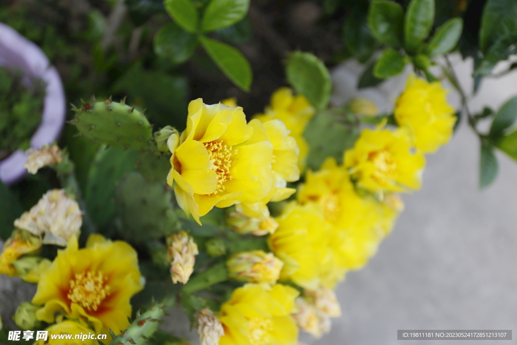 仙人掌开花