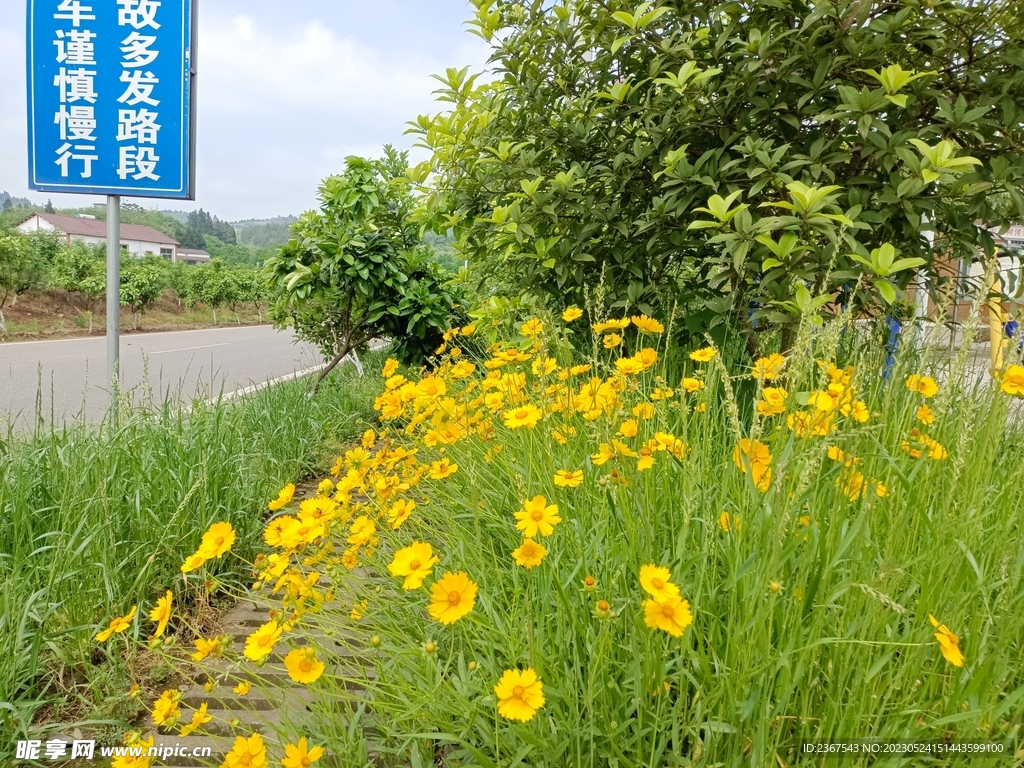 花开