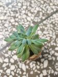 春萌
