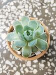 昂斯诺  
