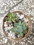 特玉莲  