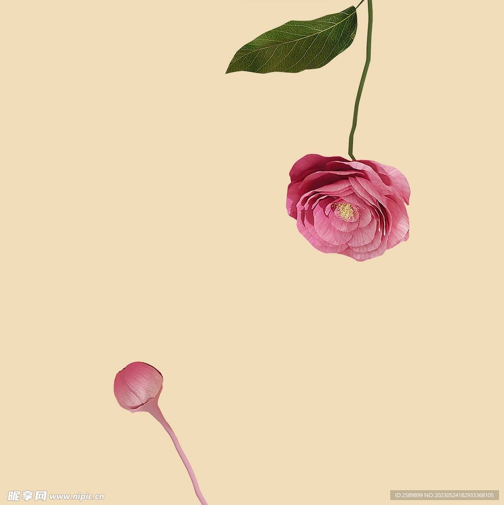 牡丹花图片素材