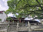 大树餐厅