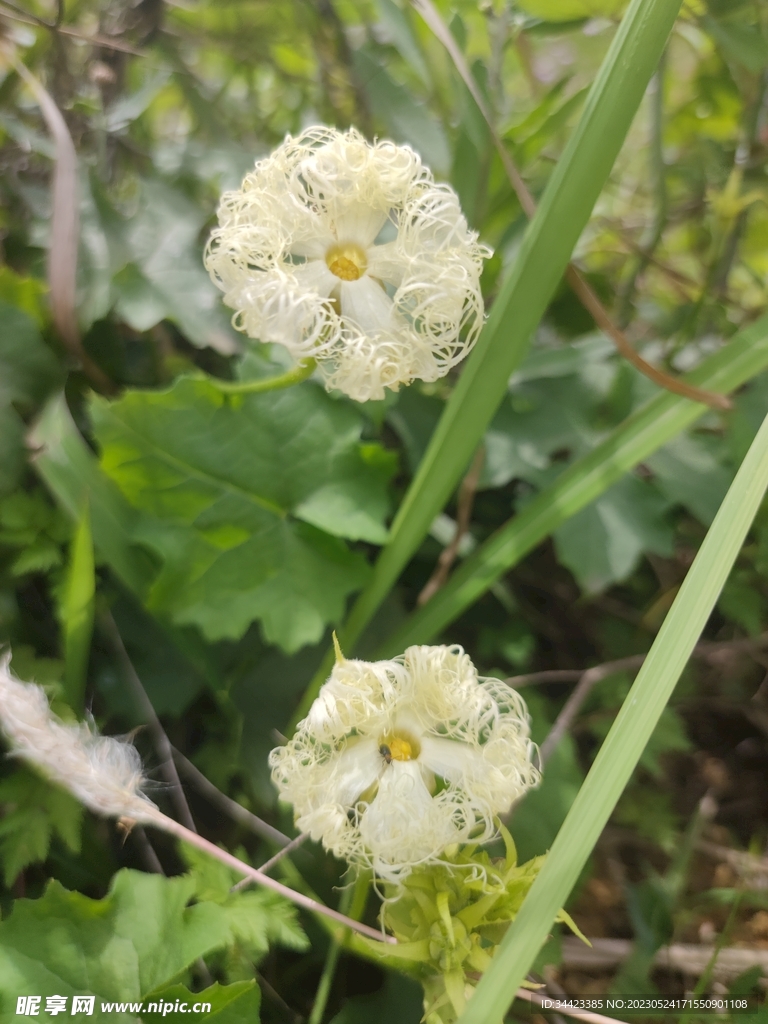 丝状小花