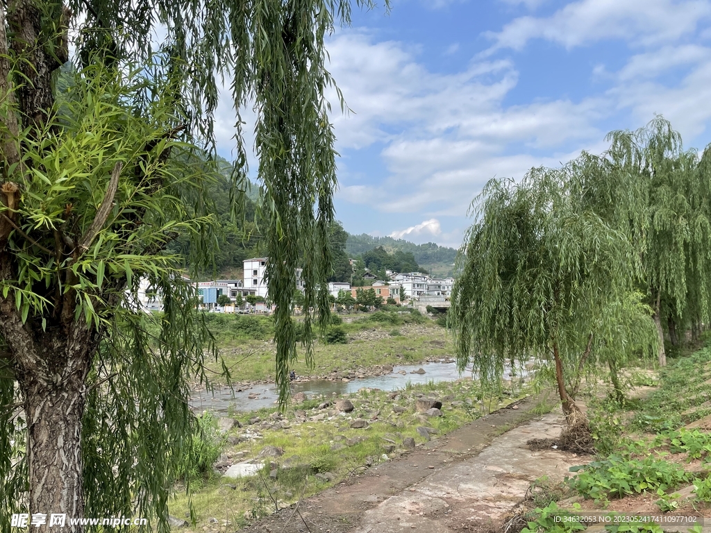 柳树 河流