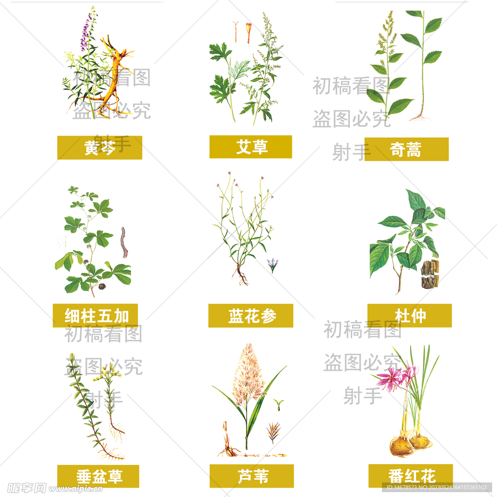 中药植物插图