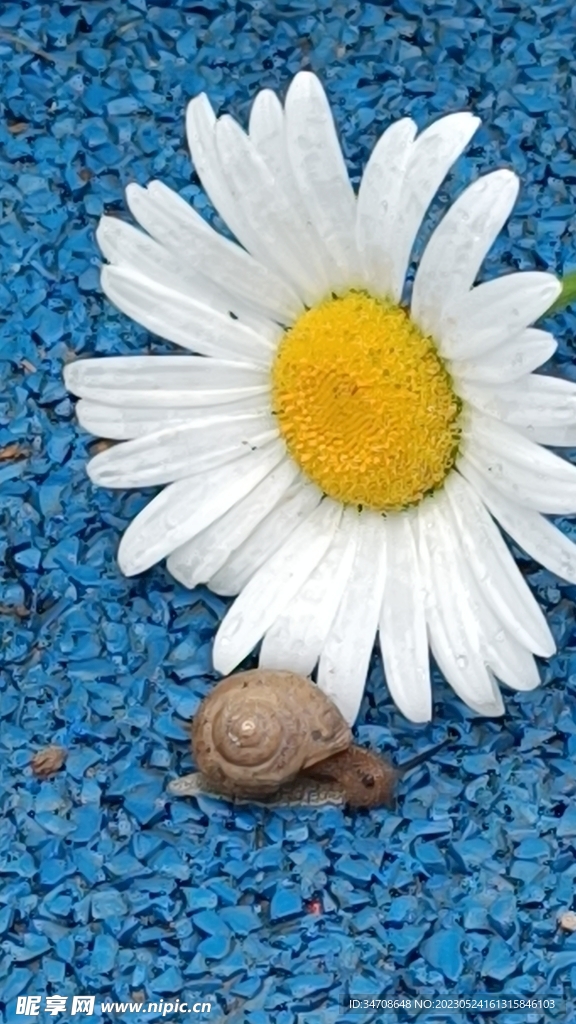 雨中蜗牛与花