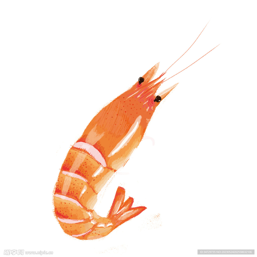 手绘虾