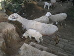 圈养的绵羊