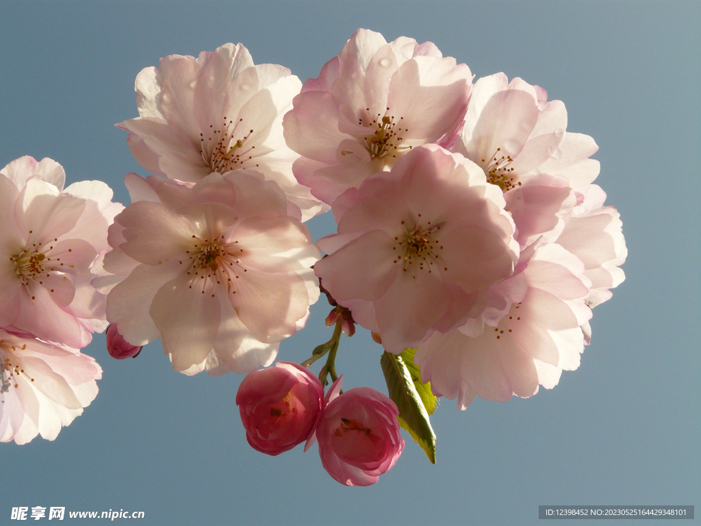樱花
