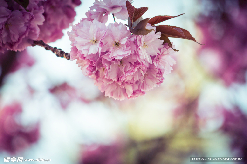 樱花