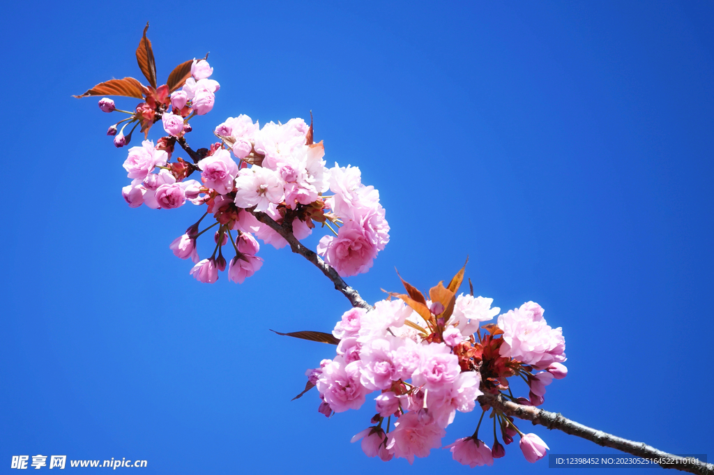 樱花