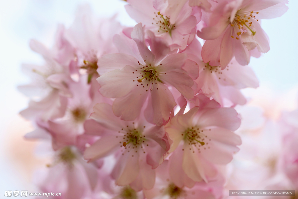 樱花