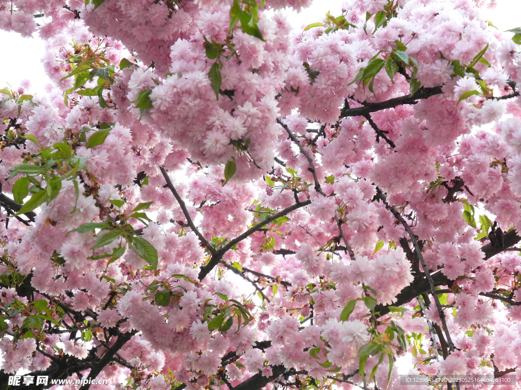 樱花