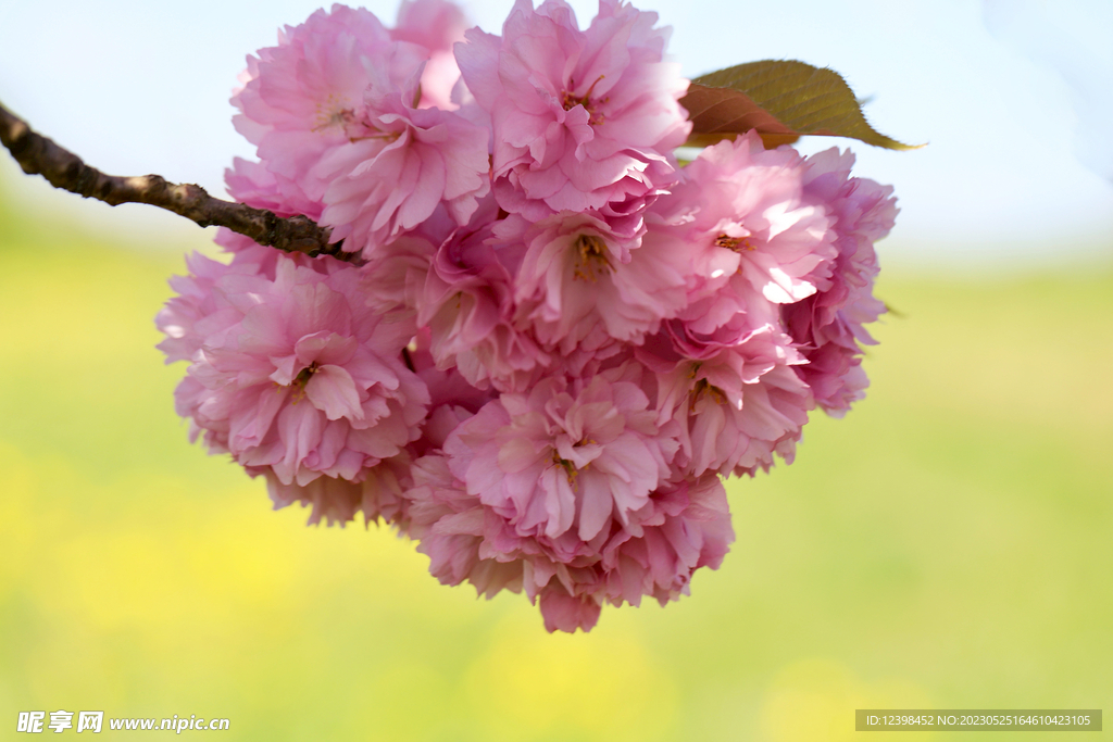 樱花