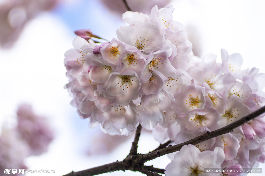 樱花