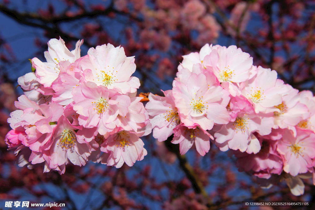 樱花