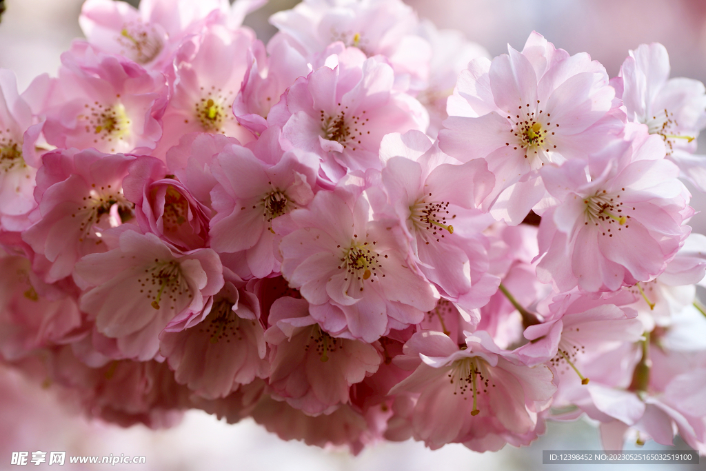 樱花